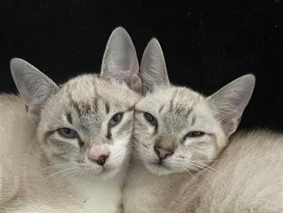 Gato raça SRD-ViraLata idade 7 a 11 meses nome Rick e Shane 