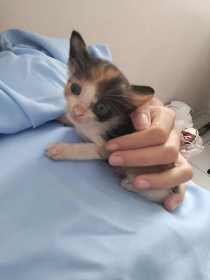 Gato raça SRD-ViraLata idade Abaixo de 2 meses nome Gatinha sem nome 