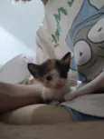 Gatinha sem nome 