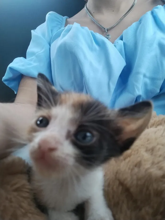 Gato raça SRD-ViraLata idade Abaixo de 2 meses nome Gatinha sem nome 