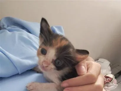 Gato raça SRD-ViraLata idade Abaixo de 2 meses nome Gatinha sem nome 