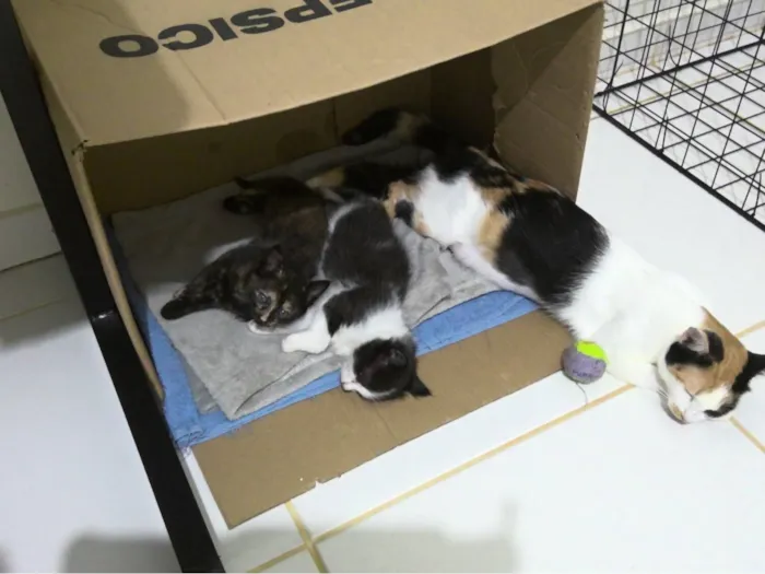 Gato raça SRD-ViraLata idade 2 a 6 meses nome Mamãe (castrada) e filhinhas (castração garantida)