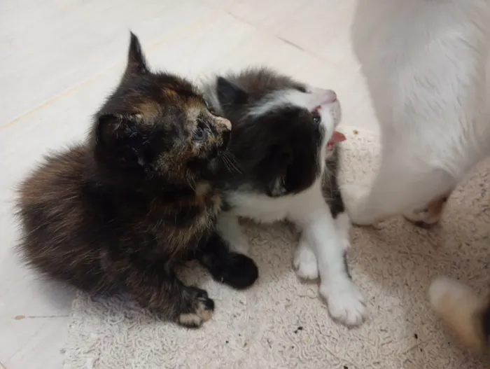 Gato raça SRD-ViraLata idade 2 a 6 meses nome Mamãe (castrada) e filhinhas (castração garantida)