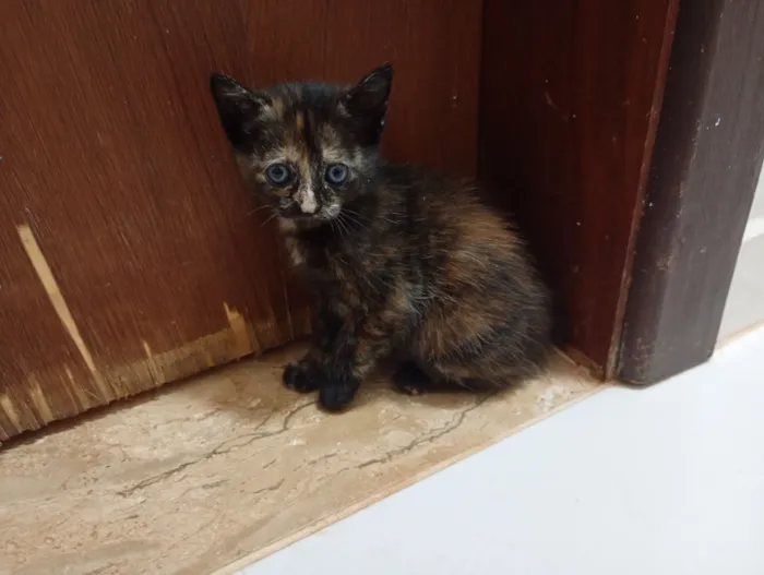 Gato raça SRD-ViraLata idade 2 a 6 meses nome Mamãe (castrada) e filhinhas (castração garantida)