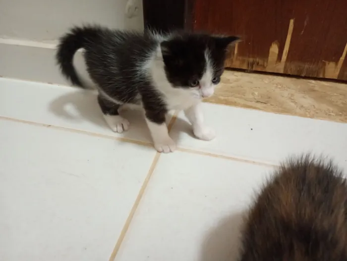 Gato raça SRD-ViraLata idade 2 a 6 meses nome Mamãe (castrada) e filhinhas (castração garantida)