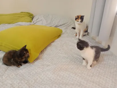 Gato raça SRD-ViraLata idade 2 a 6 meses nome Mamãe (castrada) e filhinhas (castração garantida)