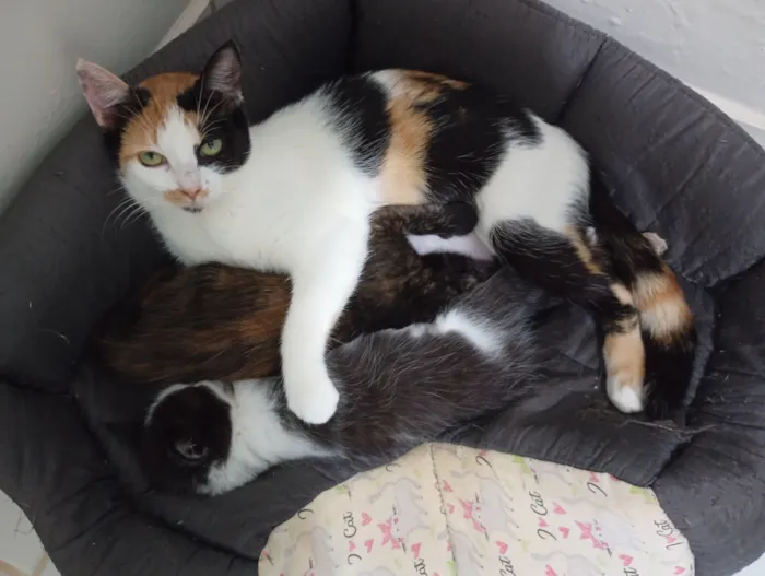 Gato raça SRD-ViraLata idade 2 a 6 meses nome Mamãe (castrada) e filhinhas (castração garantida)