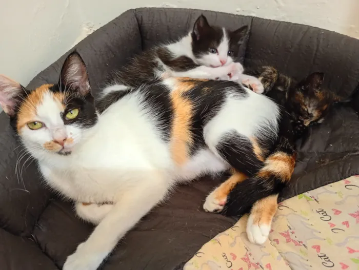 Gato raça SRD-ViraLata idade 2 a 6 meses nome Mamãe (castrada) e filhinhas (castração garantida)
