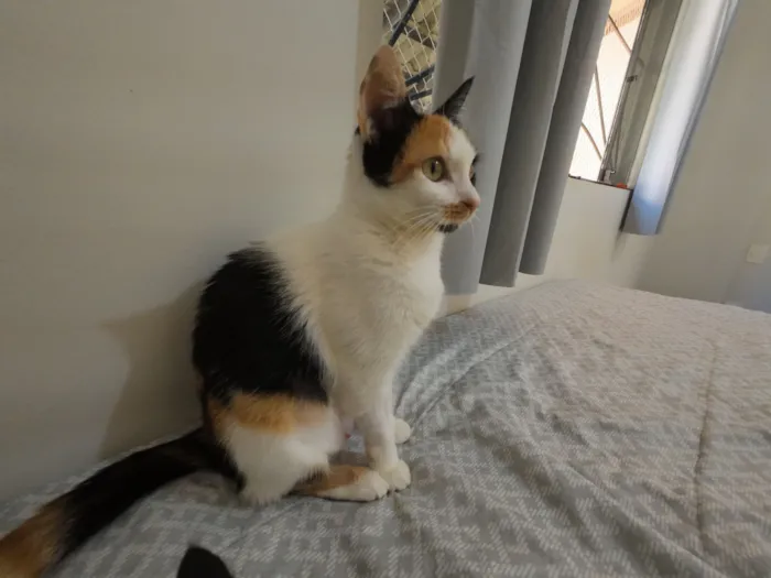 Gato raça SRD-ViraLata idade 2 a 6 meses nome Mamãe (castrada) e filhinhas (castração garantida)