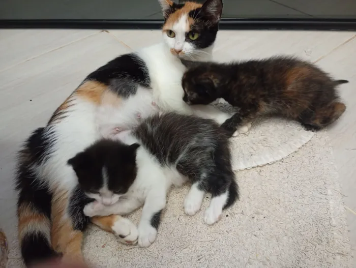 Gato raça SRD-ViraLata idade 2 a 6 meses nome Mamãe (castrada) e filhinhas (castração garantida)
