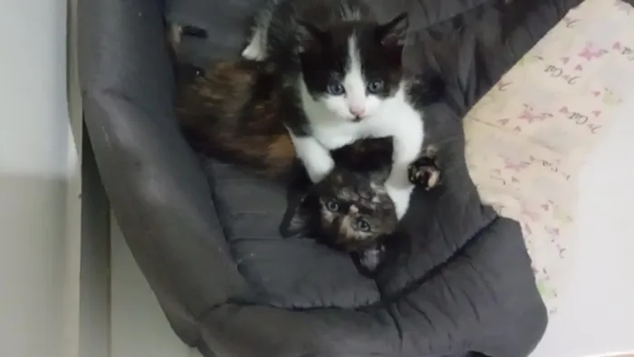 Gato raça SRD-ViraLata idade 2 a 6 meses nome Mamãe (castrada) e filhinhas (castração garantida)