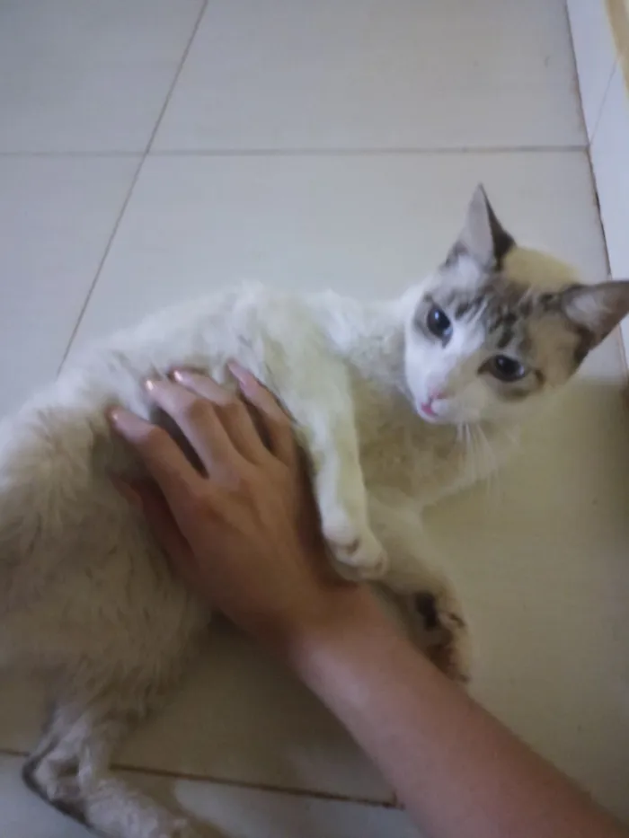 Gato raça SRD-ViraLata idade 4 anos nome Felício 