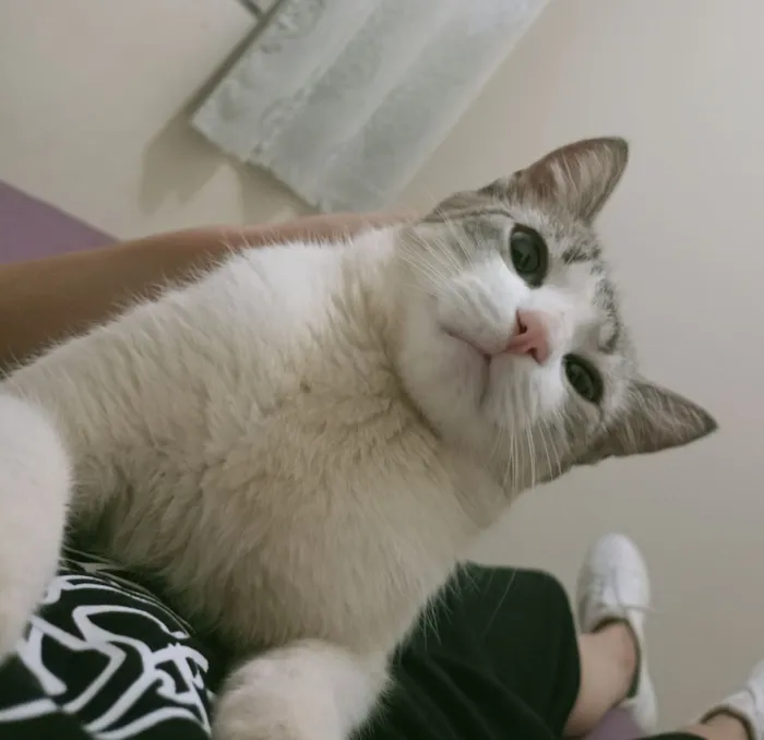 Gato raça SRD-ViraLata idade 4 anos nome Felício 