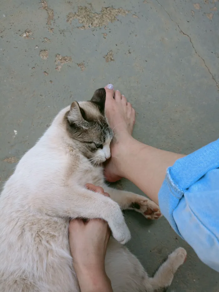 Gato raça SRD-ViraLata idade 4 anos nome Felício 