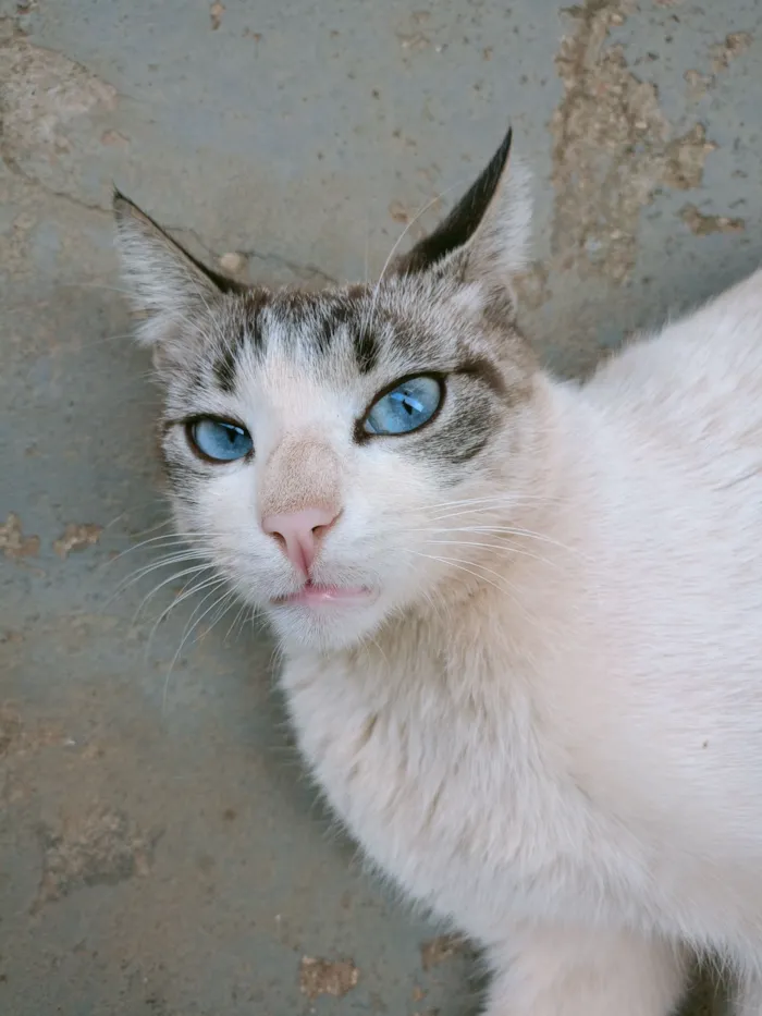 Gato raça SRD-ViraLata idade 4 anos nome Felício 