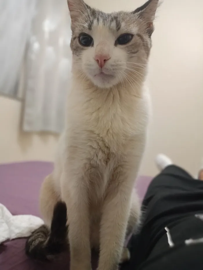 Gato raça SRD-ViraLata idade 4 anos nome Felício 