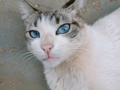 Gato raça SRD-ViraLata idade 4 anos nome Felício 