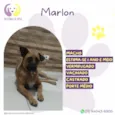 Marlon