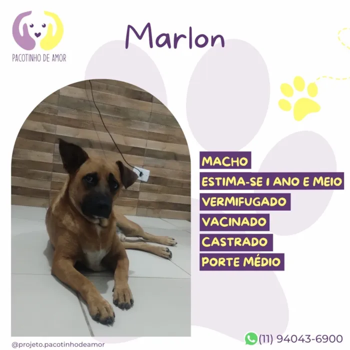 Cachorro raça SRD-ViraLata idade 1 ano nome Marlon