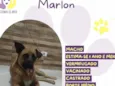 Marlon