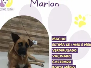 Cachorro raça SRD-ViraLata idade 1 ano nome Marlon