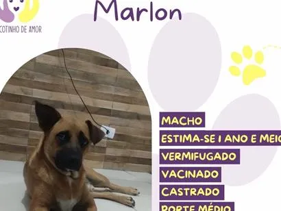 Cachorro raça SRD-ViraLata idade 1 ano nome Marlon
