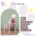 Pandora