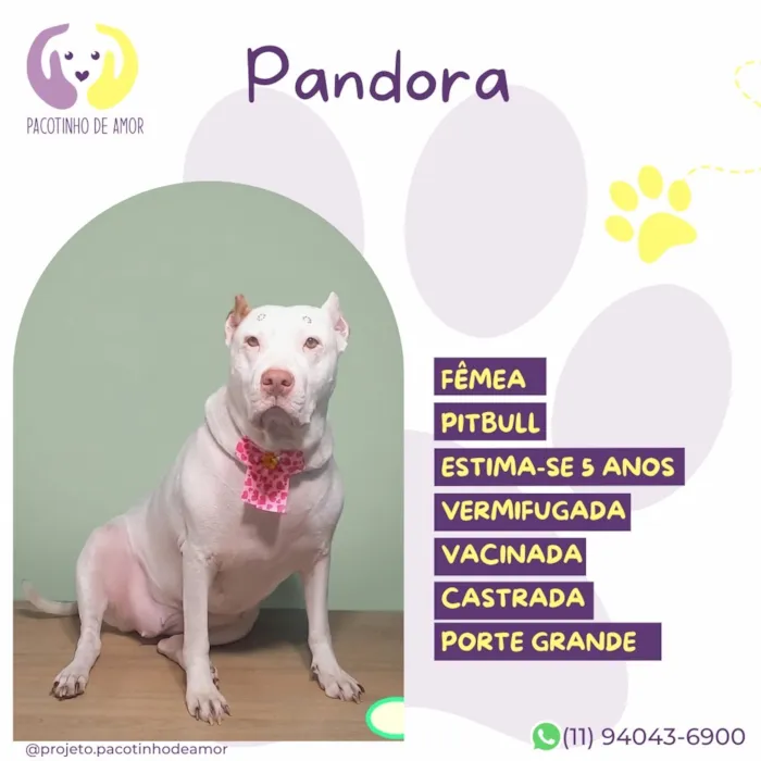 Cachorro raça SRD-ViraLata idade 5 anos nome Pandora