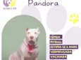 Pandora