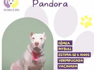 Cachorro raça SRD-ViraLata idade 5 anos nome Pandora