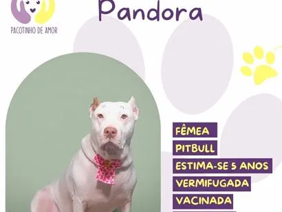 Cachorro raça SRD-ViraLata idade 5 anos nome Pandora