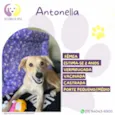 Antonella