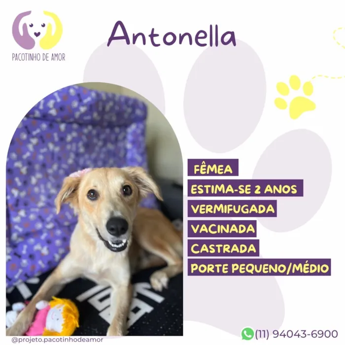 Cachorro raça SRD-ViraLata idade 2 anos nome Antonella