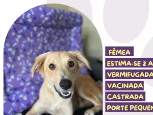 Cachorro raça SRD-ViraLata idade 2 anos nome Antonella