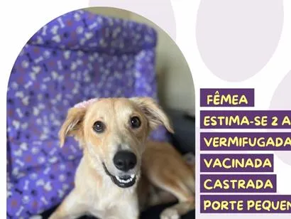 Cachorro raça SRD-ViraLata idade 2 anos nome Antonella
