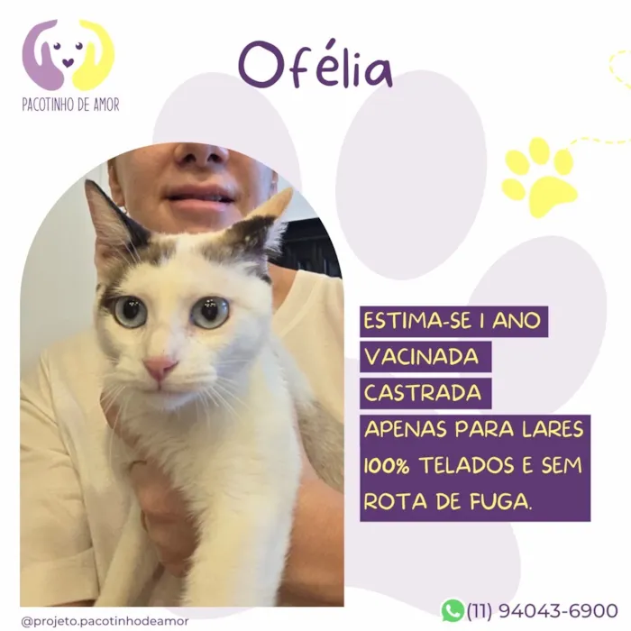 Gato raça SRD-ViraLata idade 1 ano nome Ofélia
