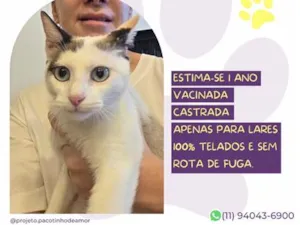 Gato raça SRD-ViraLata idade 1 ano nome Ofélia