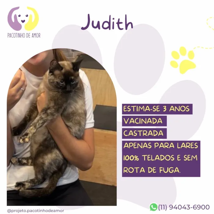 Gato raça SRD-ViraLata idade 3 anos nome Judith