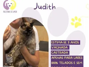 Gato raça SRD-ViraLata idade 3 anos nome Judith
