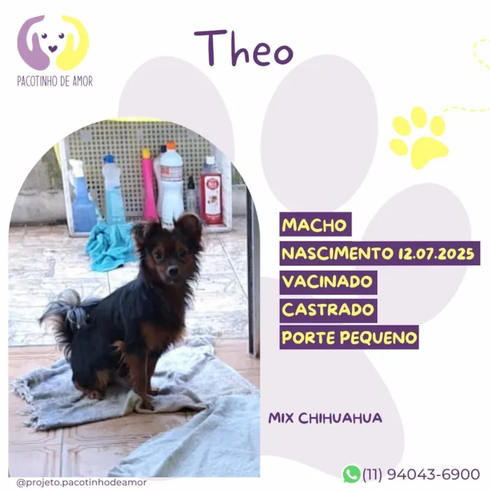 Cachorro raça SRD-ViraLata idade Abaixo de 2 meses nome Theo
