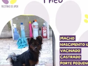 Cachorro raça SRD-ViraLata idade Abaixo de 2 meses nome Theo