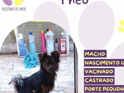 Cachorro raça SRD-ViraLata idade Abaixo de 2 meses nome Theo