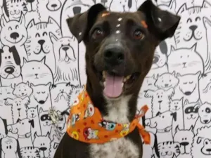 Cachorro raça SRD-ViraLata idade 6 ou mais anos nome pepa
