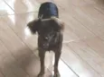 Mel