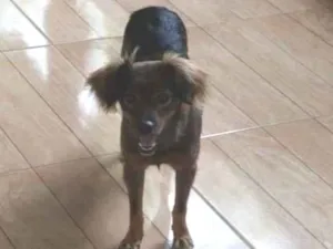 Cachorro raça Yorkshire idade 5 anos nome Mel