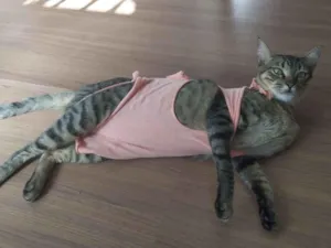 Gato raça SRD-ViraLata idade 3 anos nome Mijona