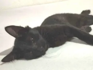 Gato raça SRD-ViraLata idade 2 anos nome URSINHA 