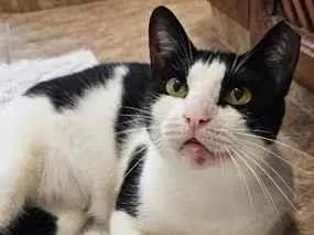 Gato raça SRD-ViraLata idade 7 a 11 meses nome Betina