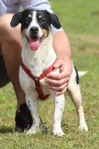 Cachorro raça SRD-ViraLata idade 6 ou mais anos nome Batata