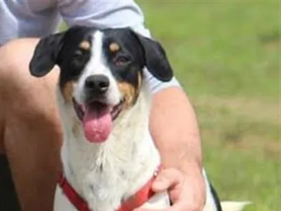 Cachorro raça SRD-ViraLata idade 6 ou mais anos nome Batata